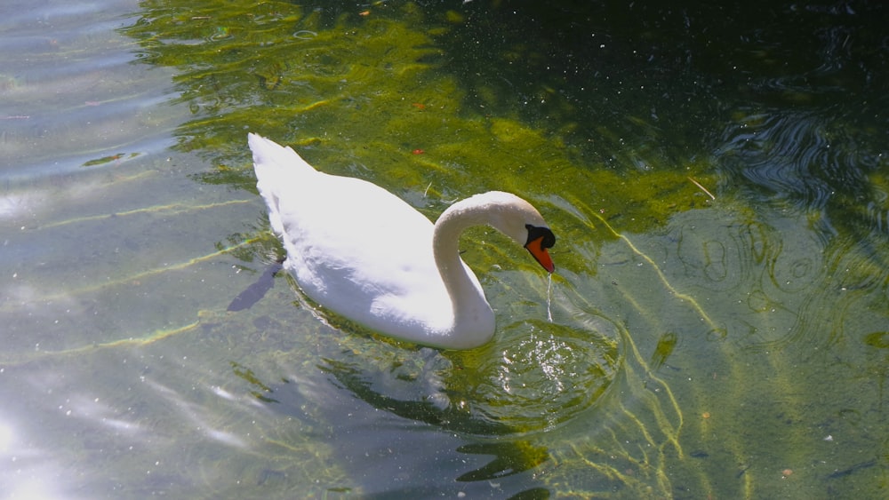 a white swan swimming on top of a body of water