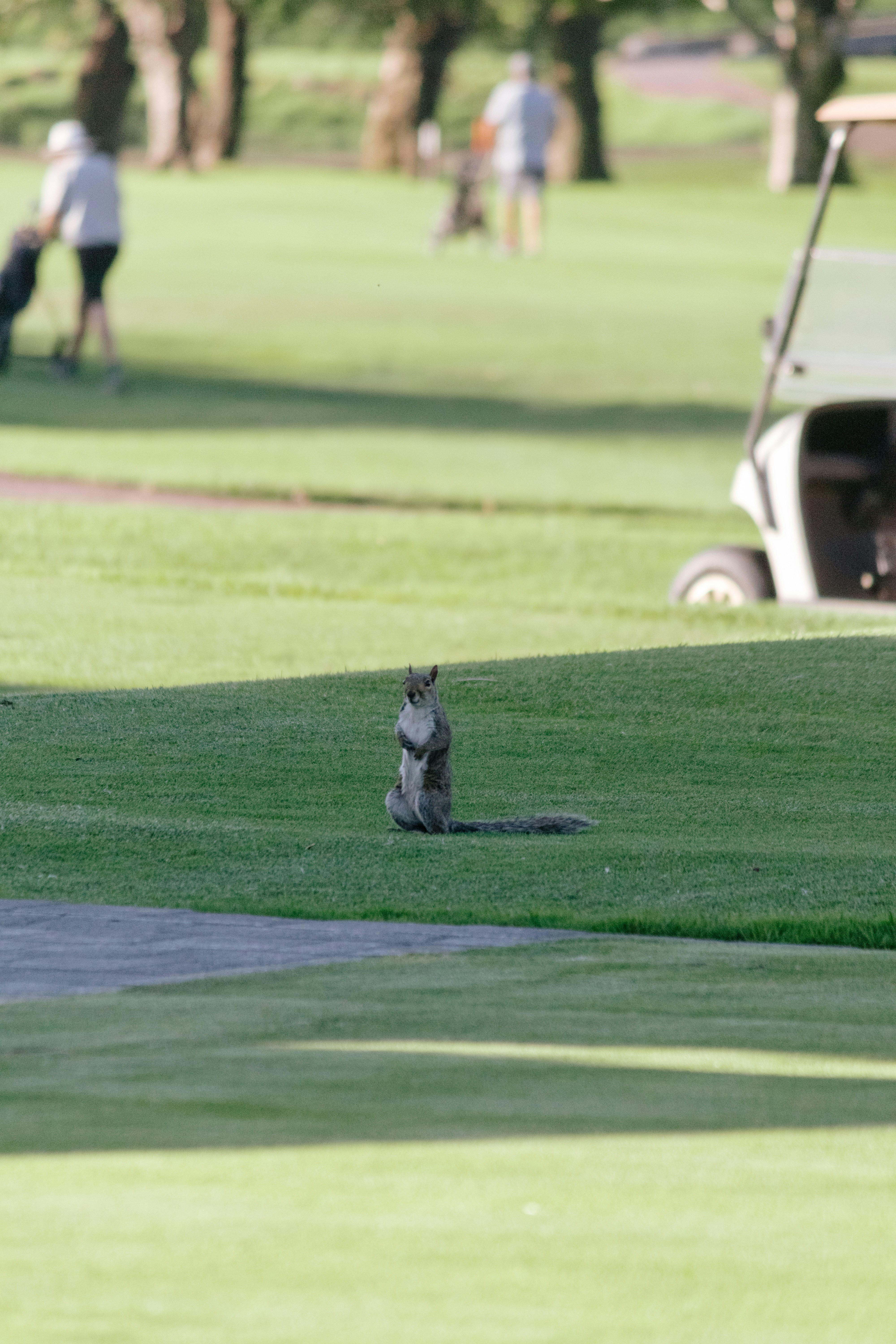 公園の芝生に座る猫