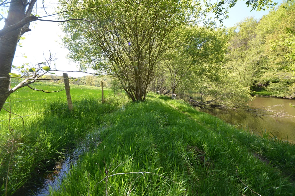 a stream running through a lush green forest