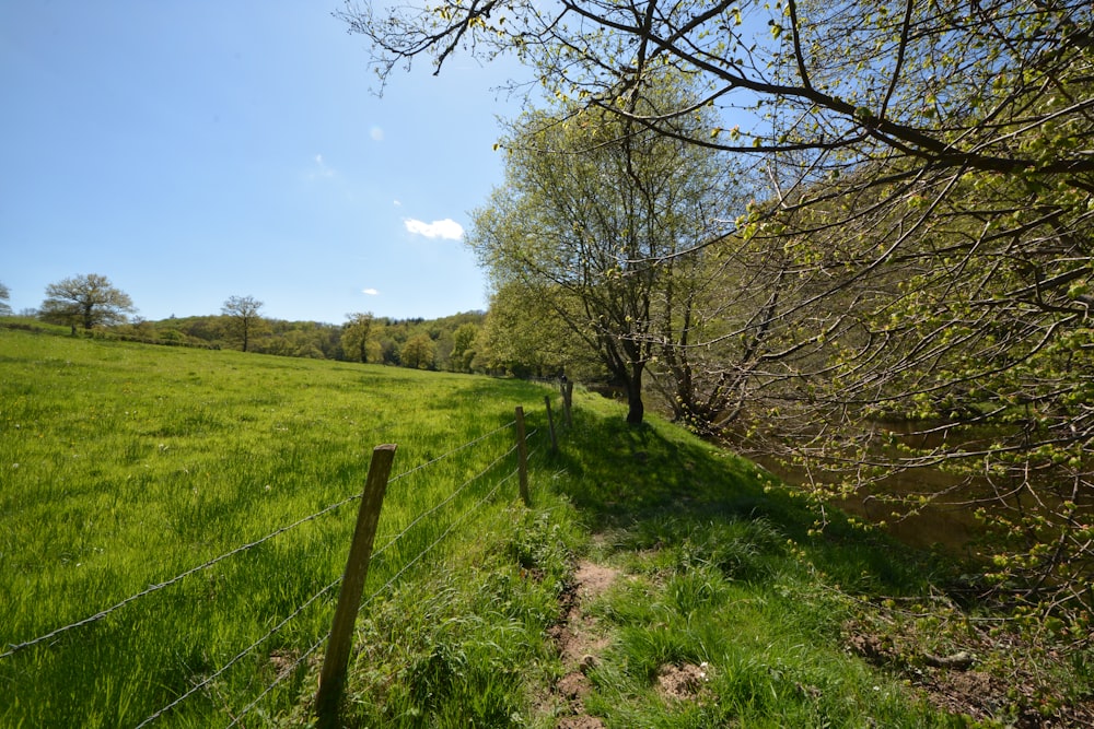 a grassy field with trees and a fence