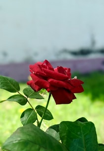 a single red rose with green leaves in the foreground