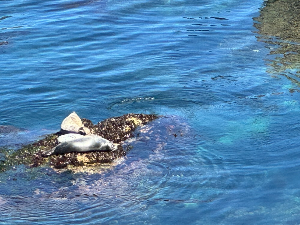 eine Gruppe von Seelöwen, die in einem Gewässer schwimmen
