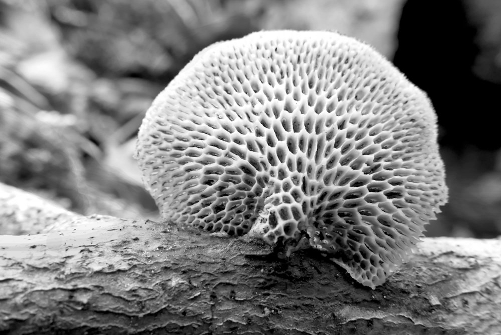 a close up of a mushroom on a tree branch