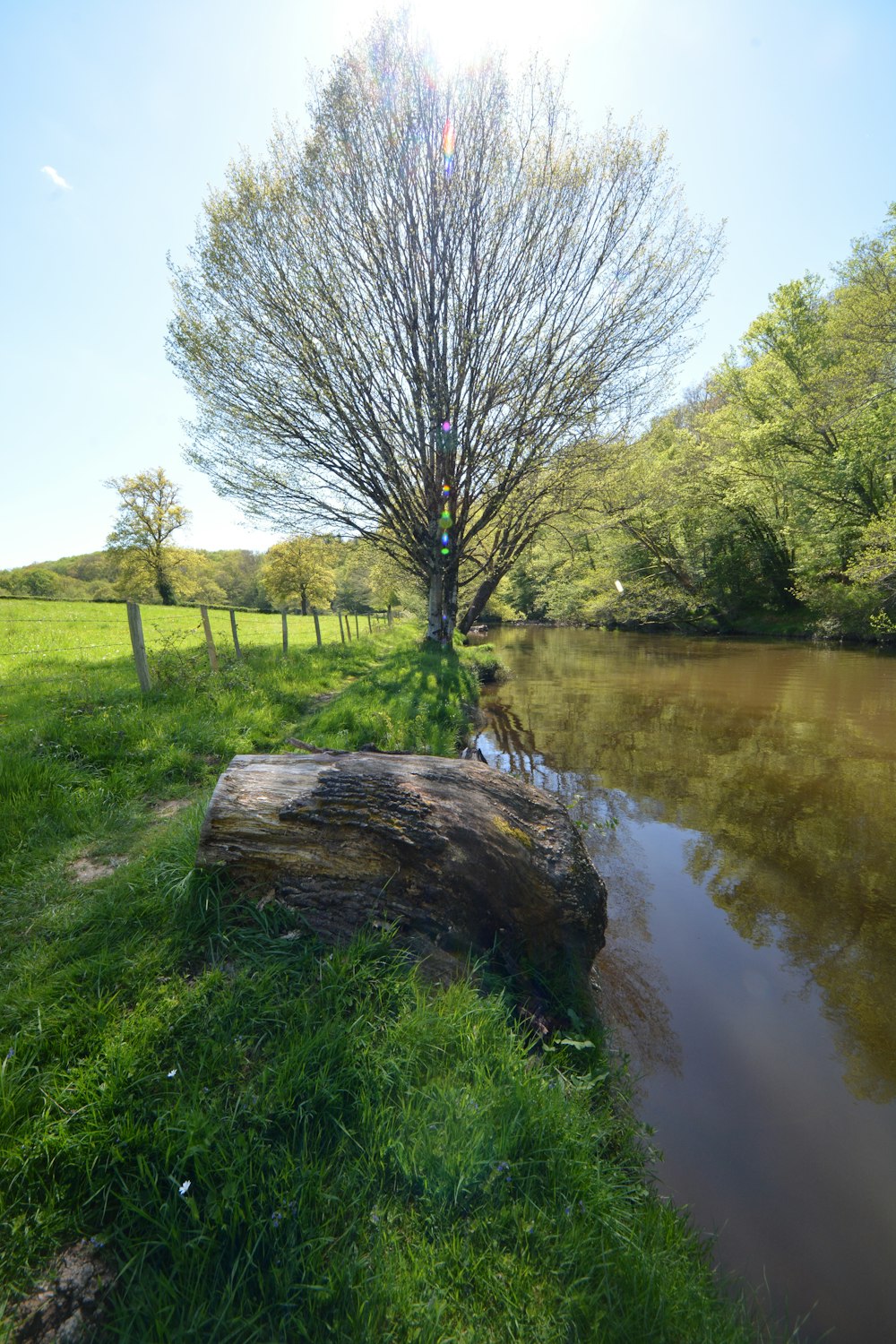 a tree sitting on top of a log next to a river