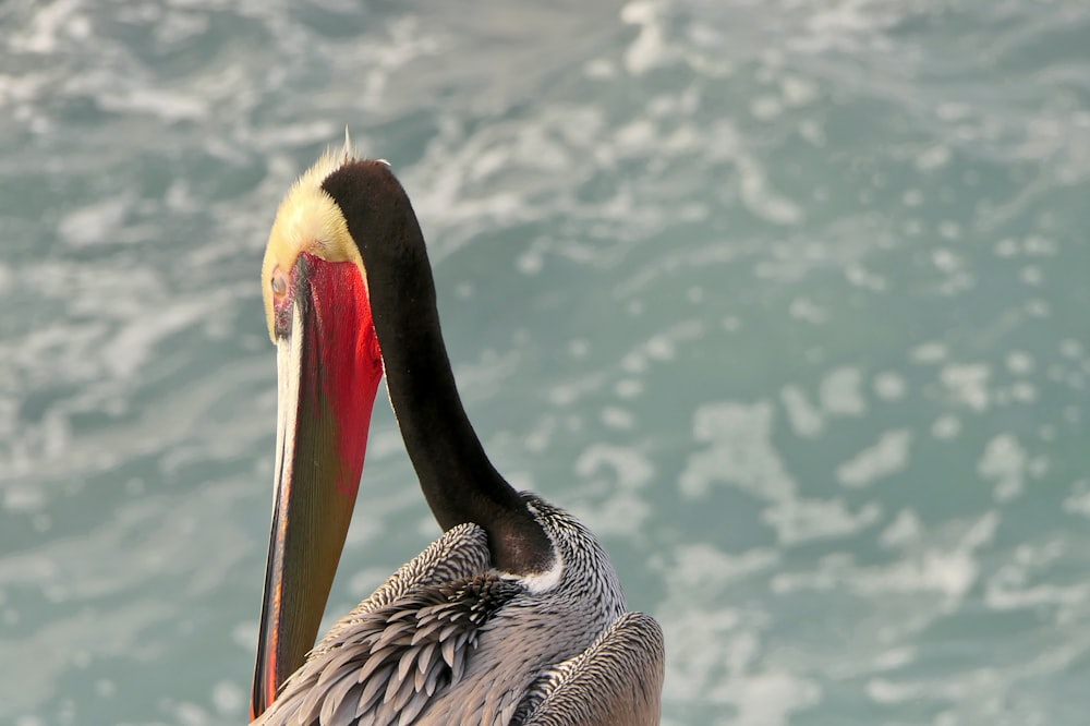 a large bird with a long beak standing on a rock