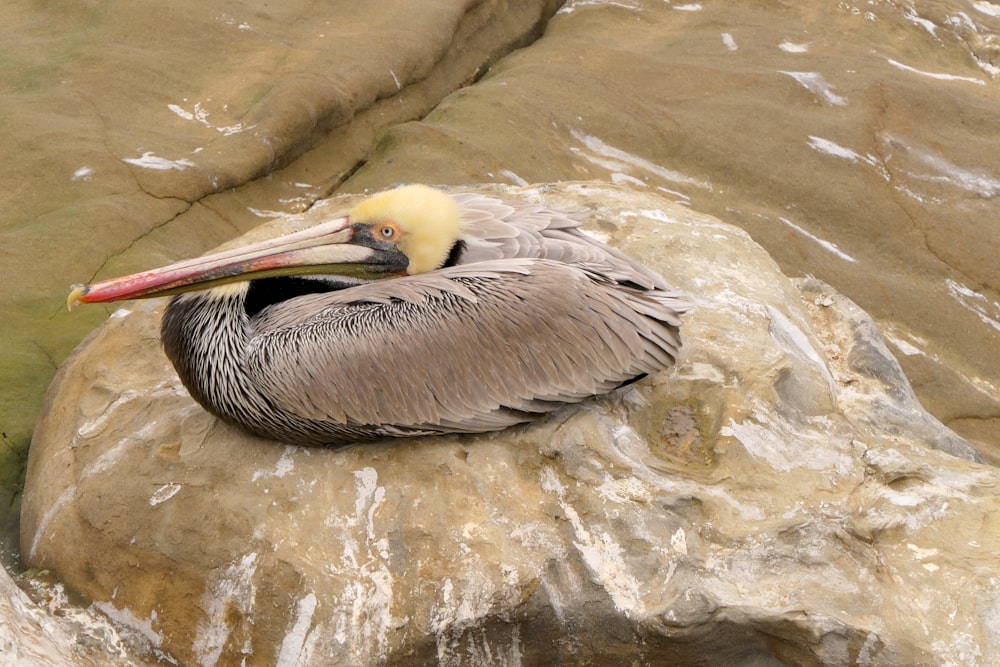a pelican sitting on a rock in the water