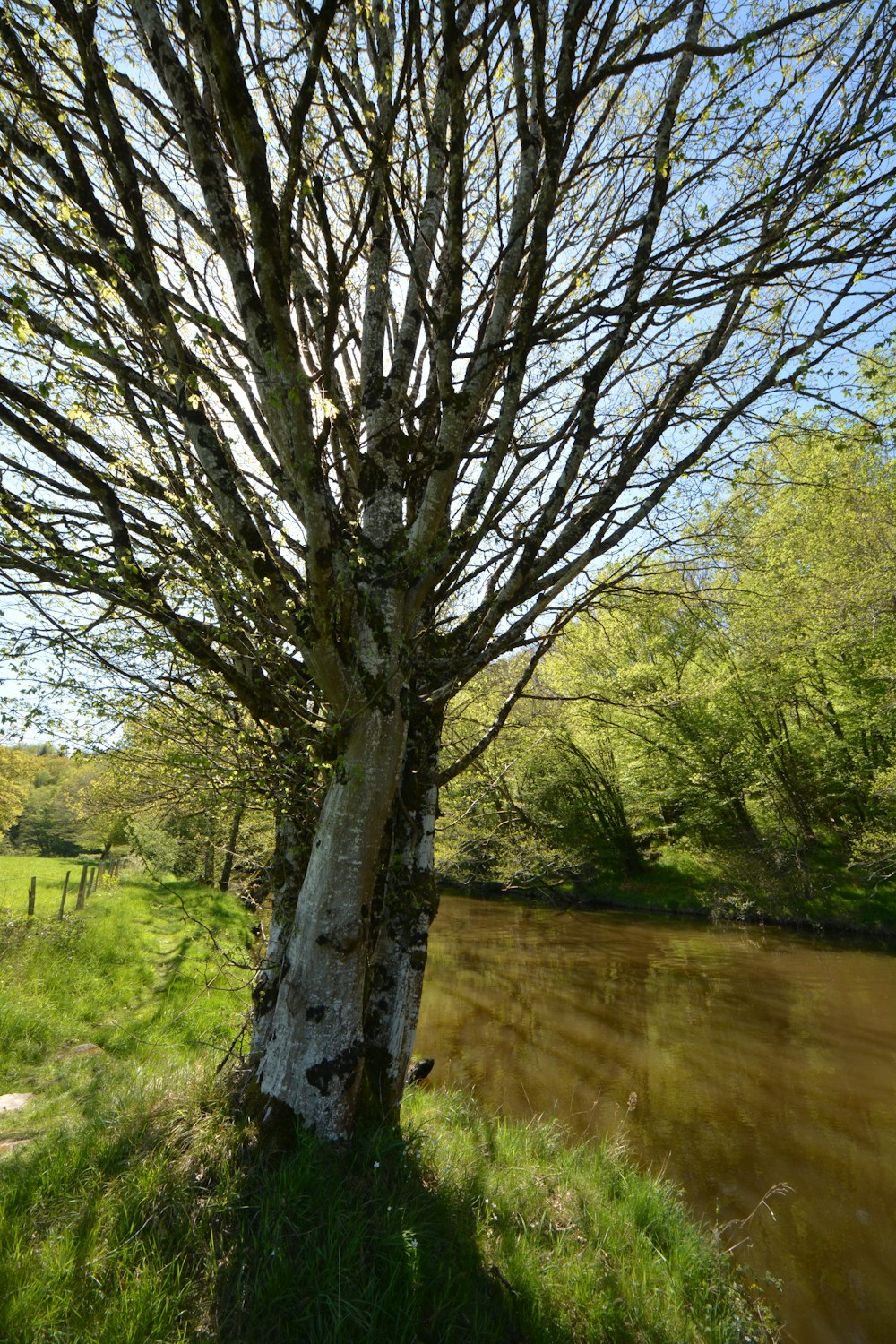 a bare tree next to a body of water