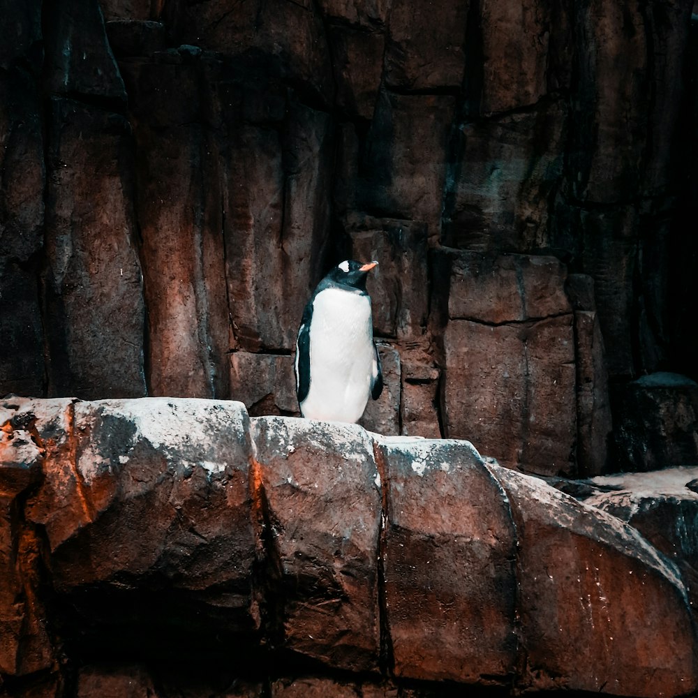 a penguin sitting on a rock in a zoo