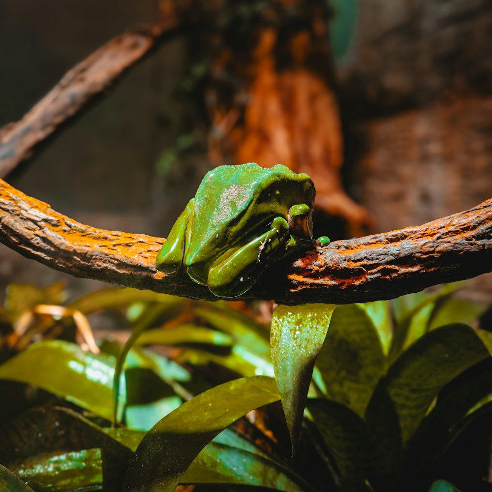 a green frog sitting on top of a tree branch