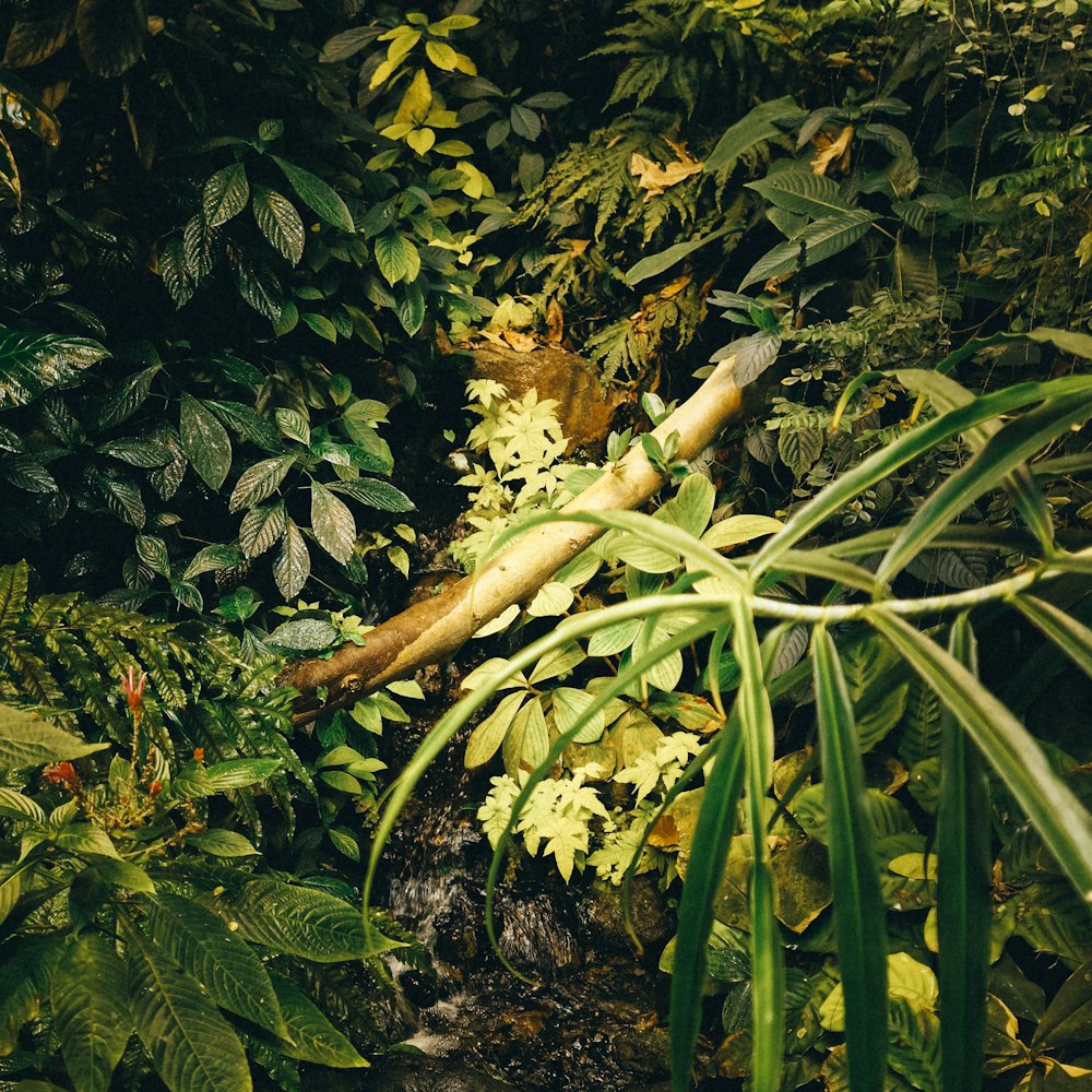 a lush green forest filled with lots of plants