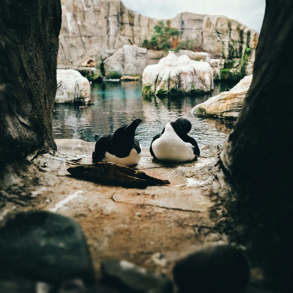 a couple of birds that are sitting on some rocks