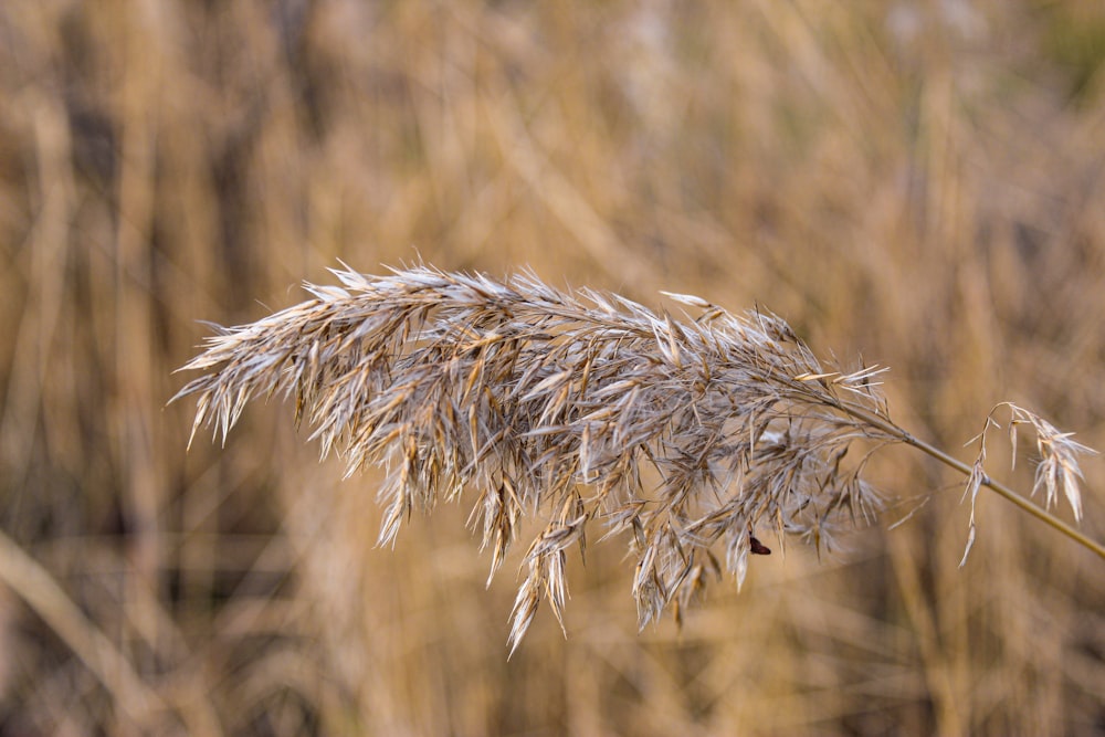 a close up of a dried plant in a field