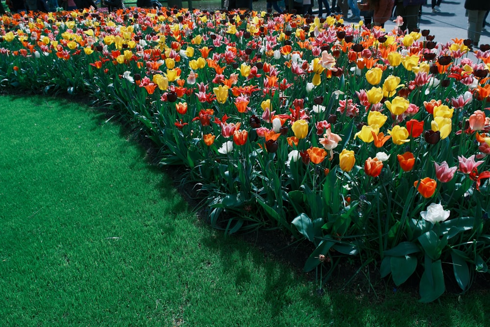 a field of colorful tulips in the middle of a park