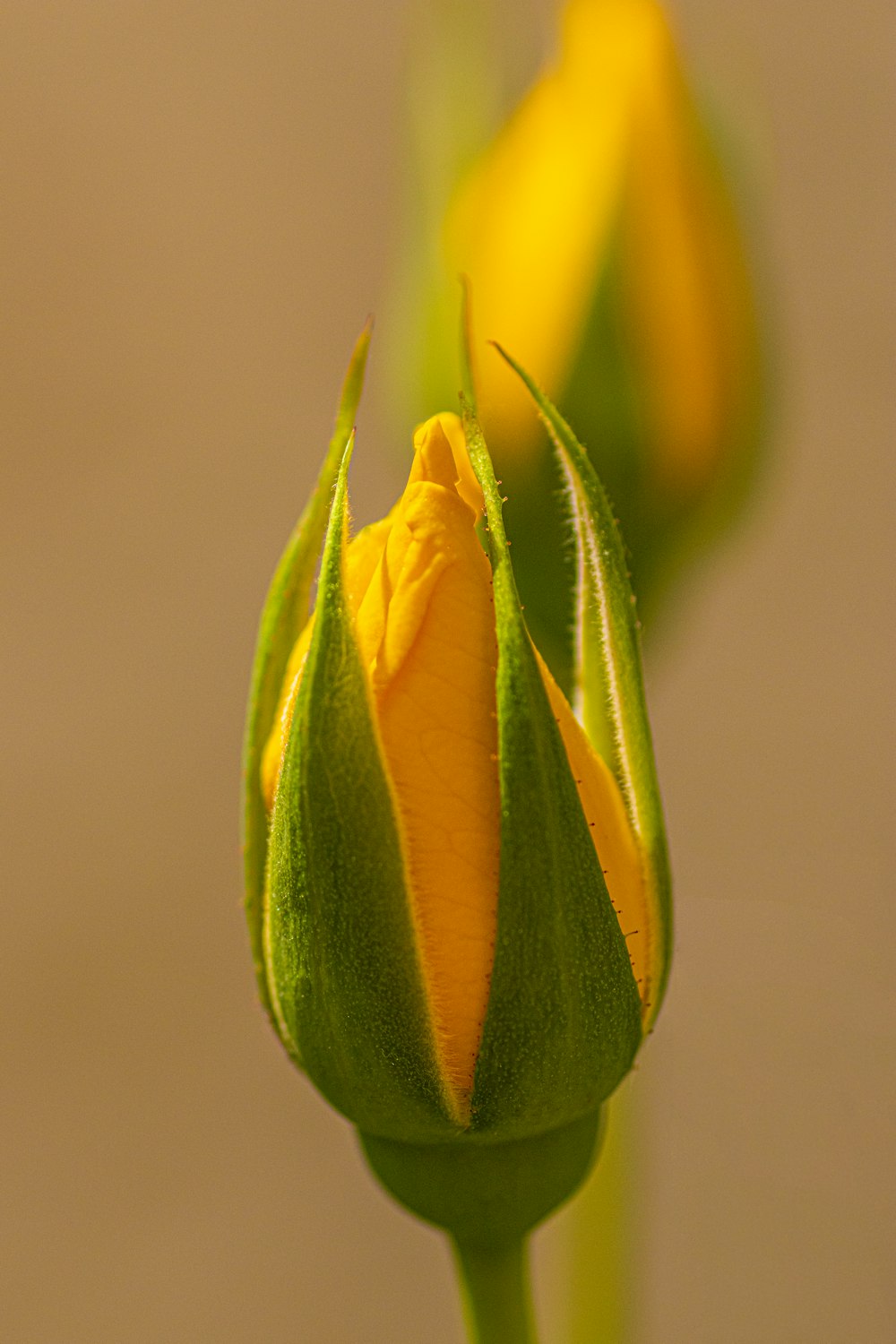 a close up of a yellow flower bud