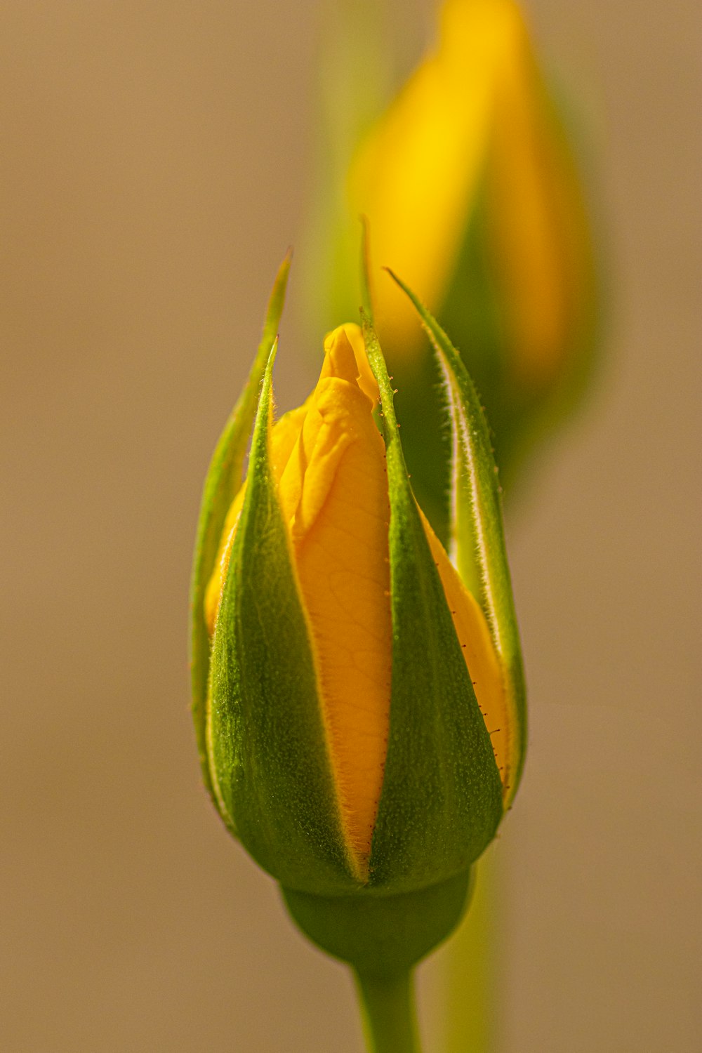 gros plan d’un bouton floral jaune