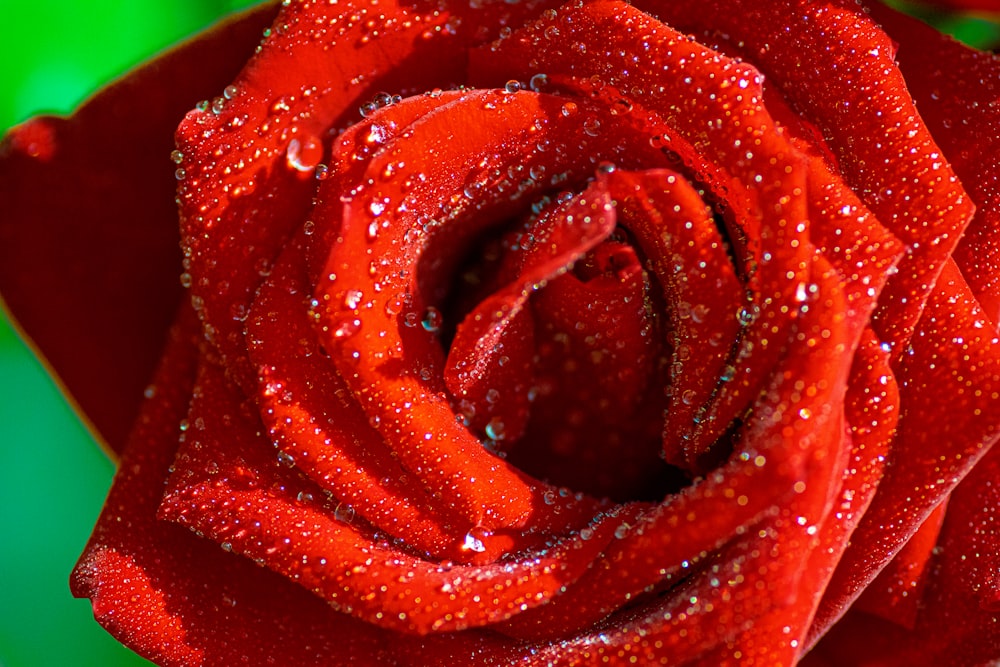 a red rose with water droplets on it