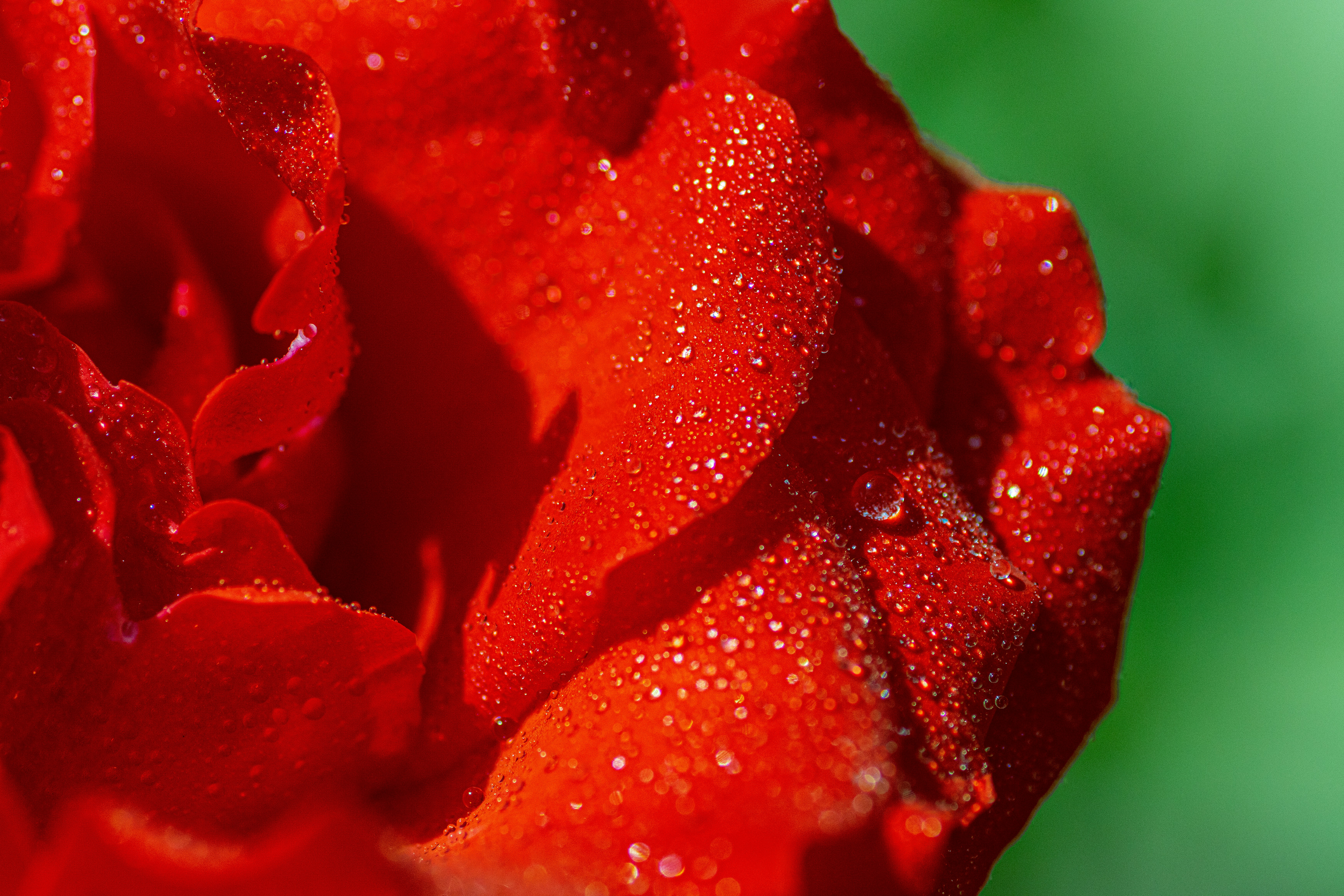 Red Rose