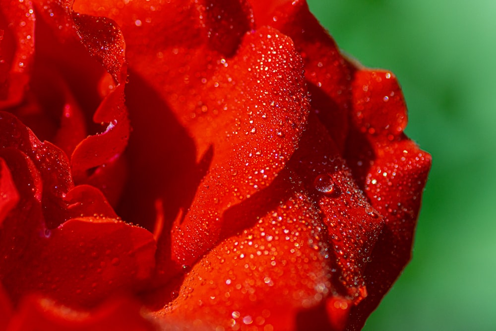 a close up of a red rose with water droplets