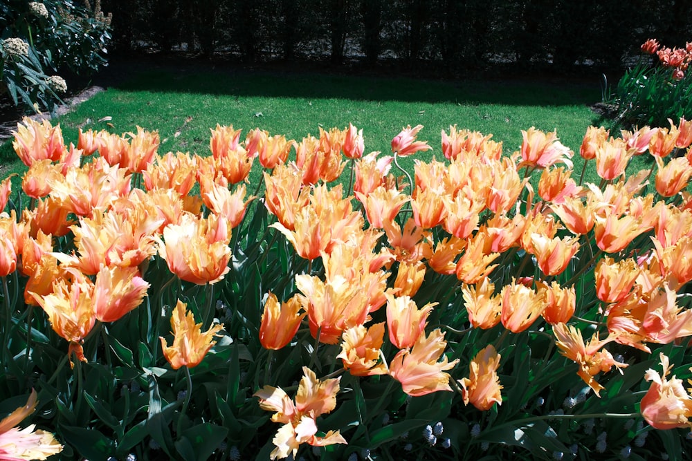 a field of orange and yellow flowers in a garden