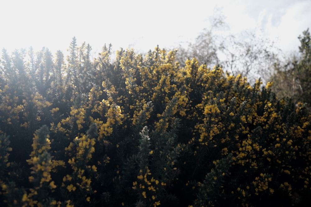 a group of trees with yellow flowers on them