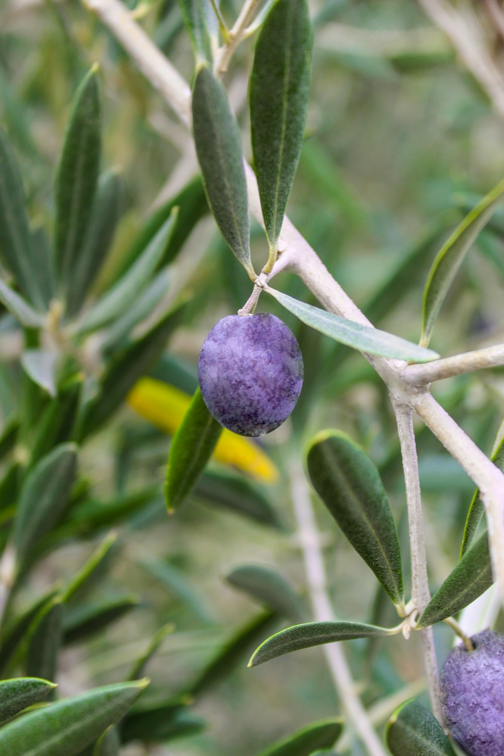 a close up of some olives on a tree