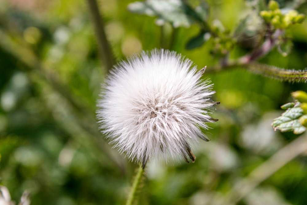 a close up of a dandelion in a field