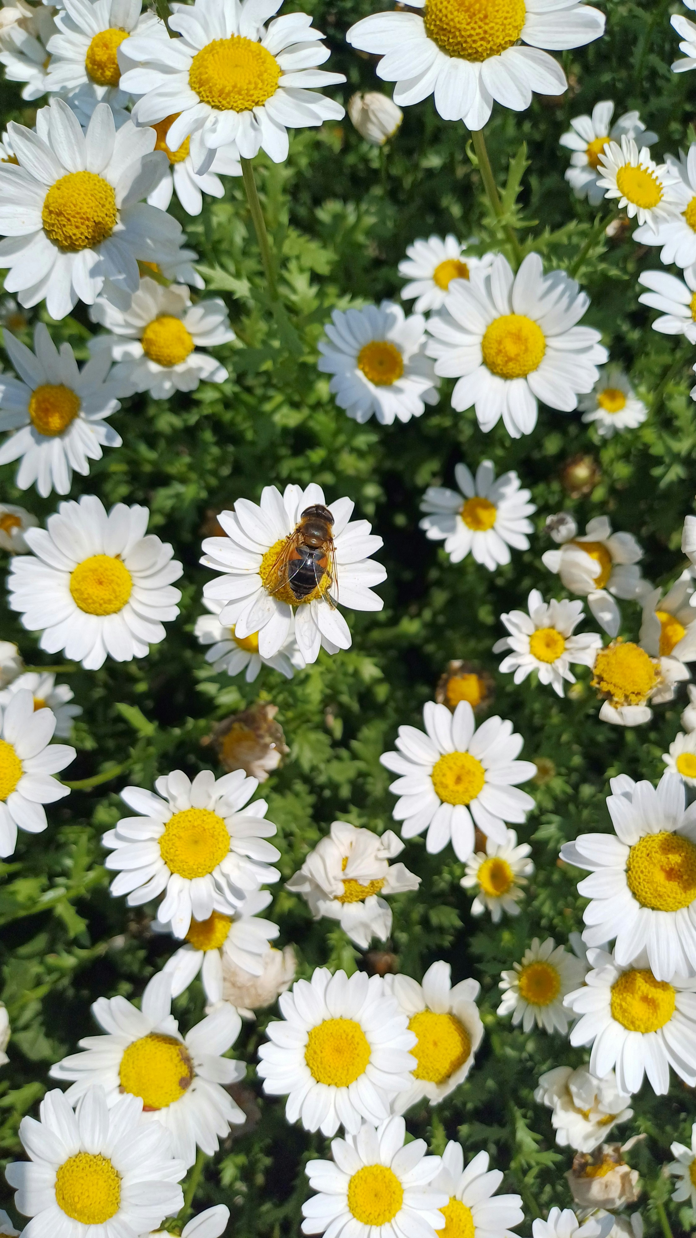 Photo by salihasultansogutlu