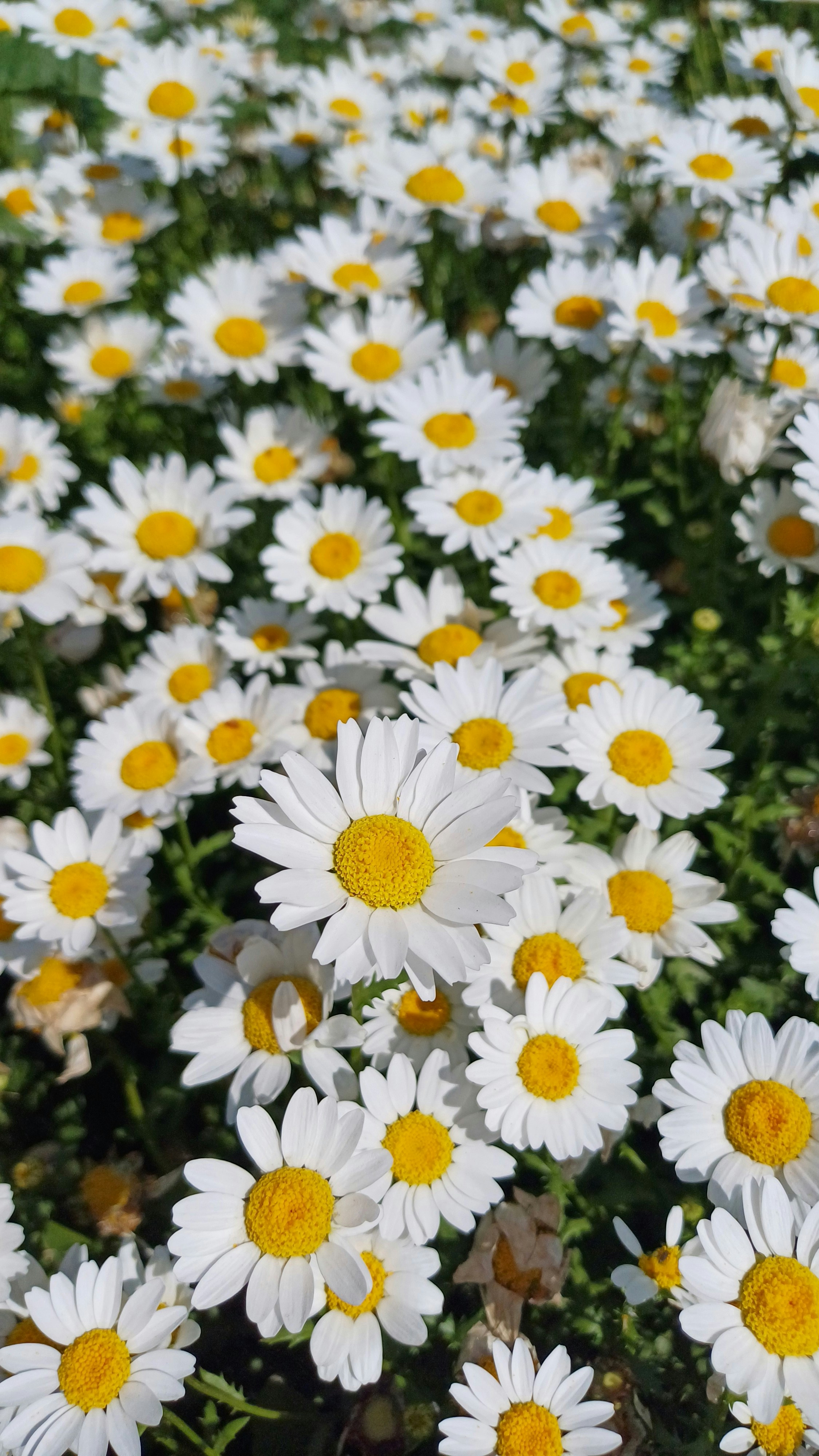 Photo by salihasultansogutlu