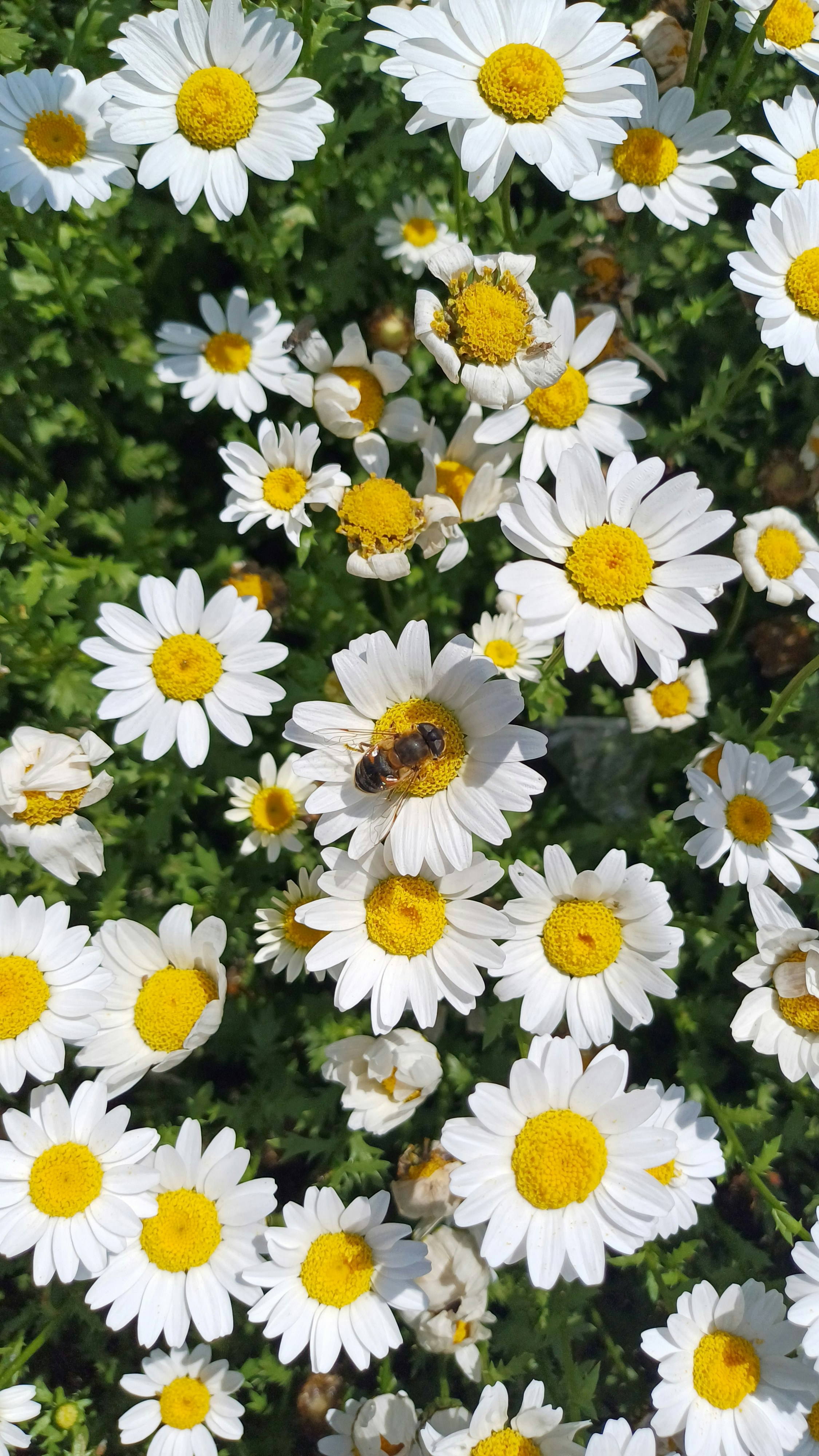 Photo by salihasultansogutlu