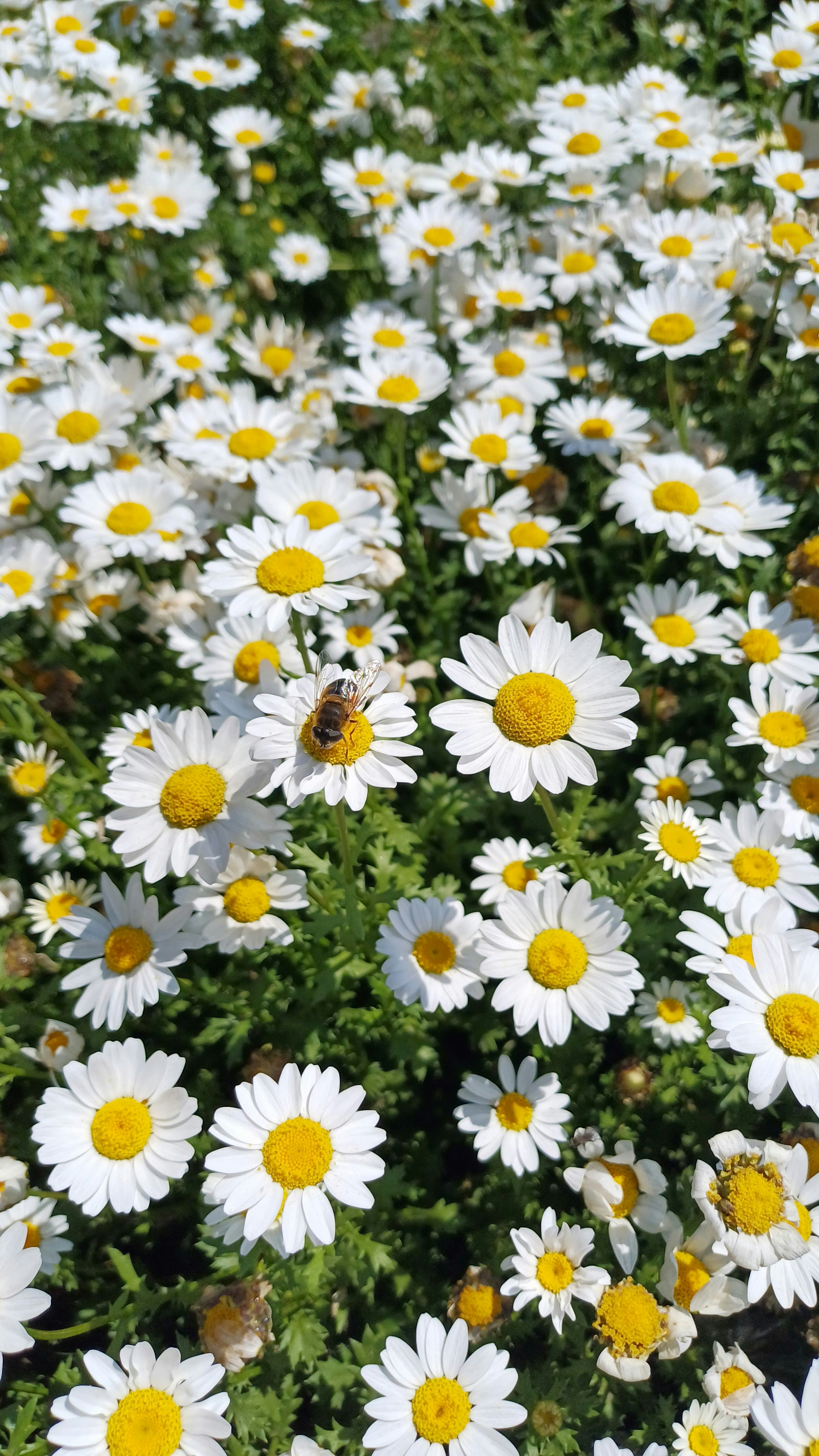 Photo by salihasultansogutlu