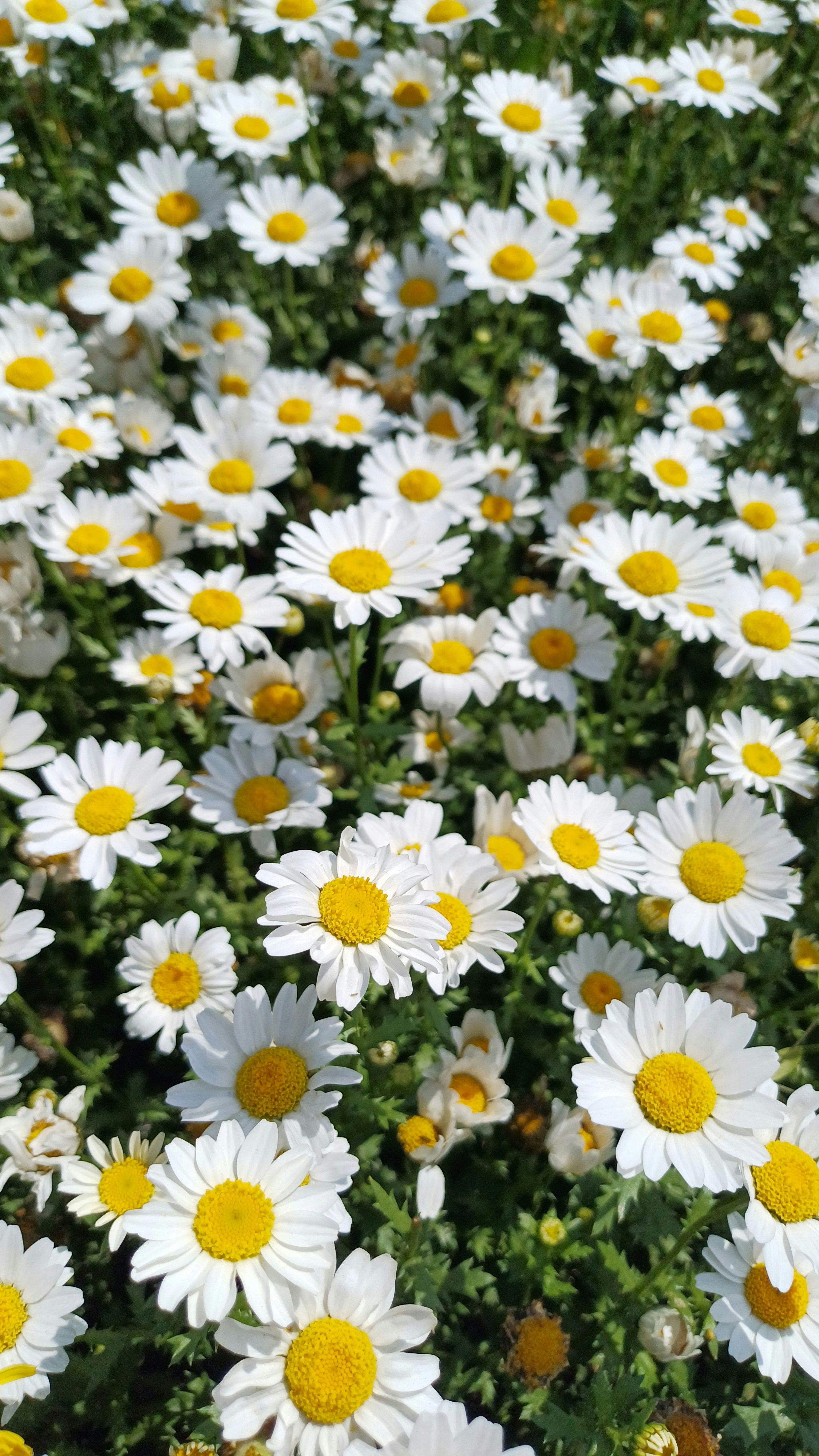 Photo by salihasultansogutlu