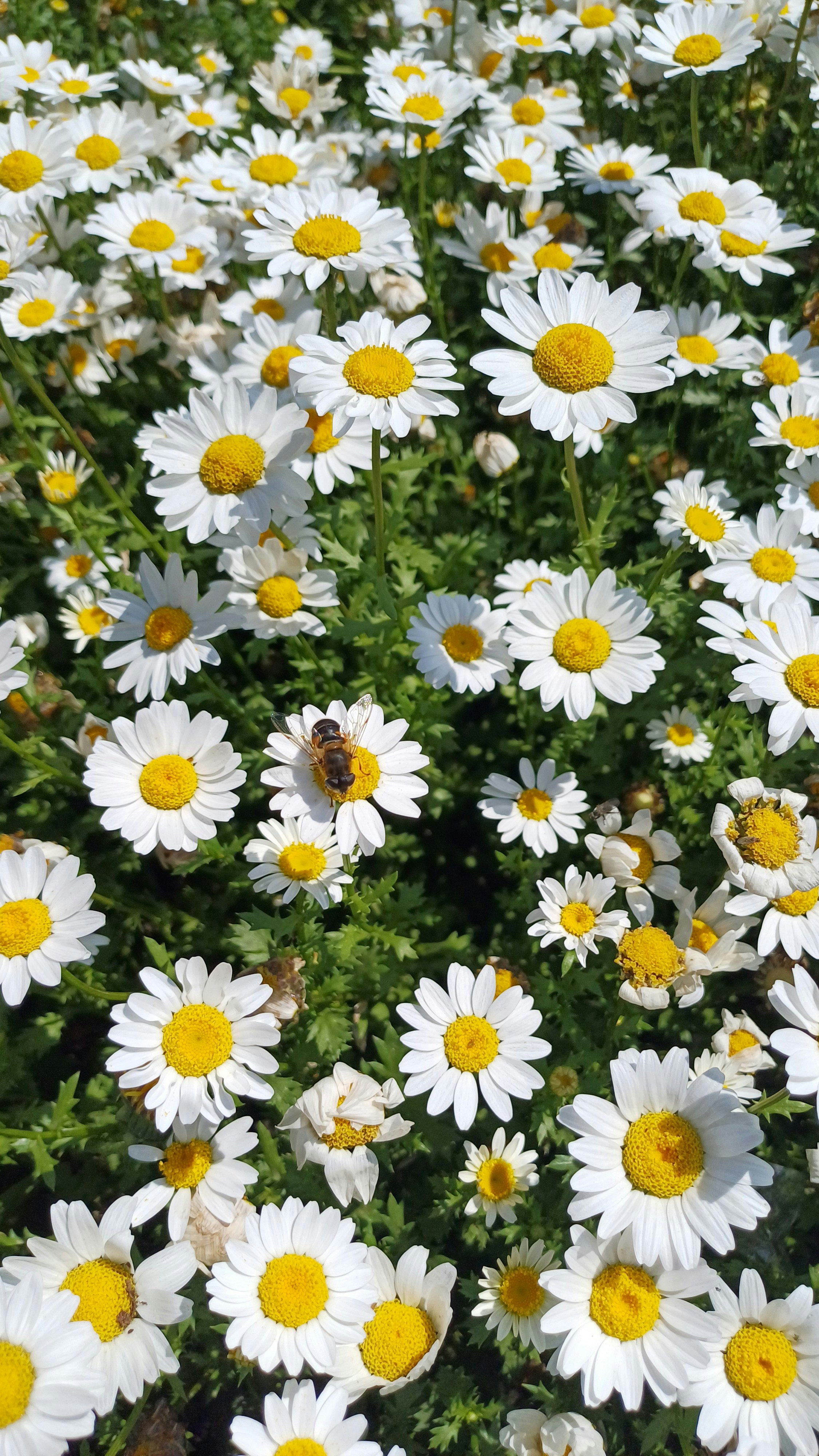 Photo by salihasultansogutlu