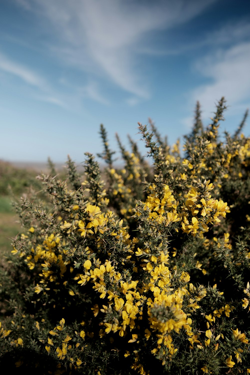 a bush with yellow flowers in a field