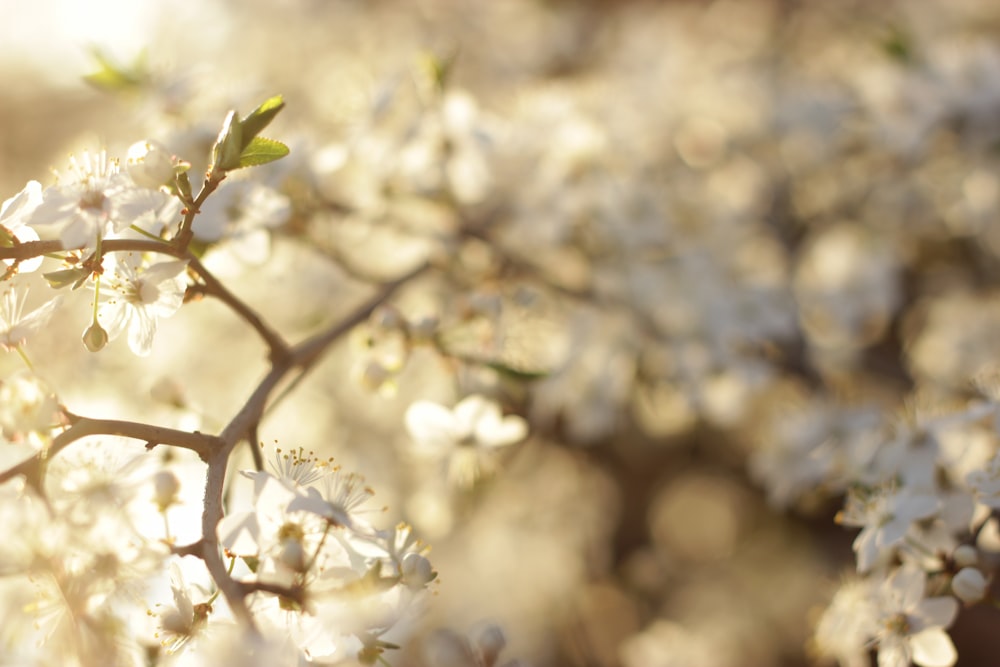 a close up of a tree with white flowers