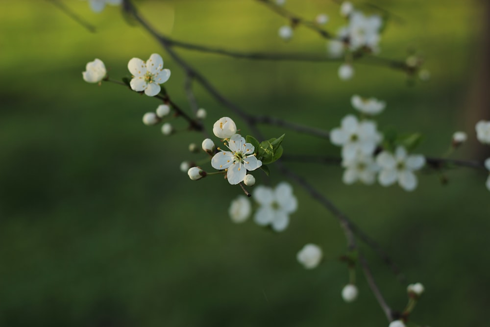 a branch of a tree with white flowers