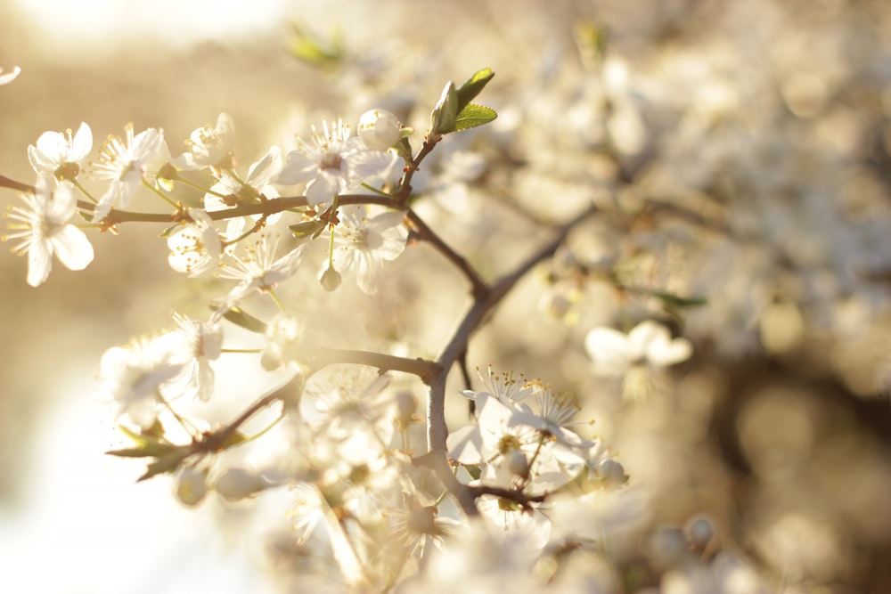 a close up of a tree with white flowers