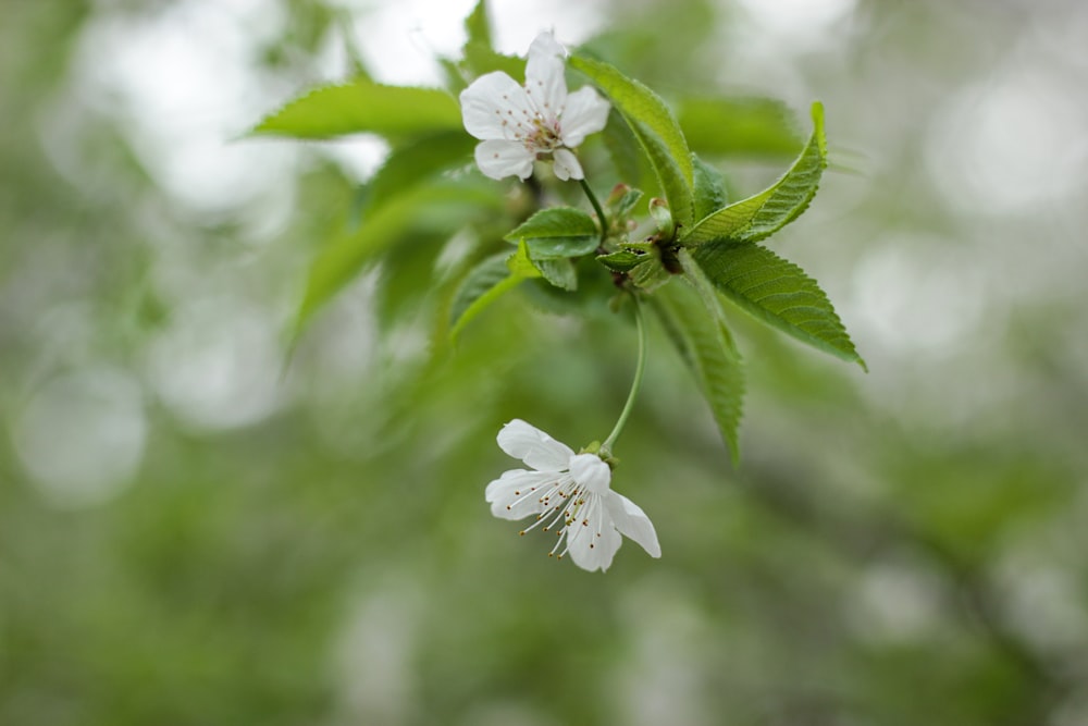 a branch with white flowers and green leaves