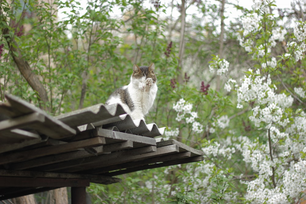 a cat sitting on top of a wooden structure