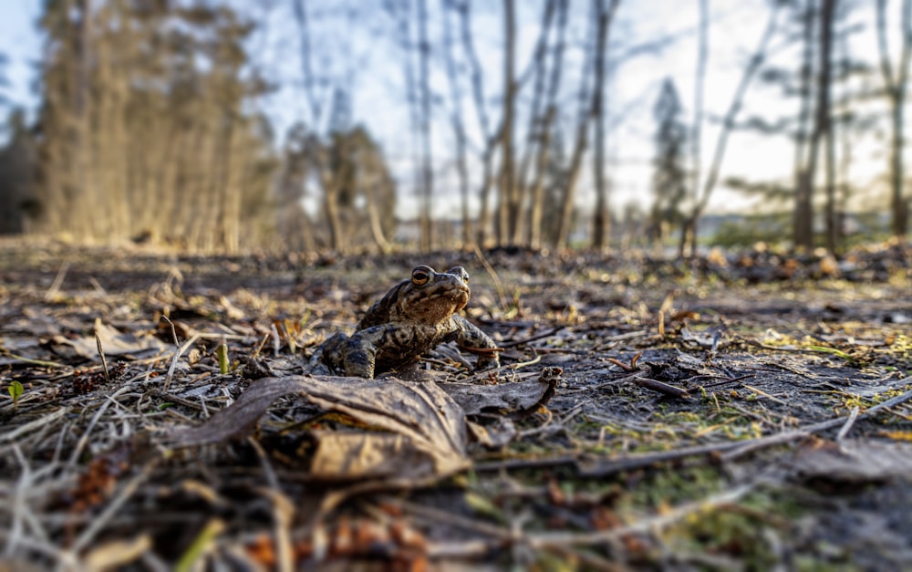 a small bird sitting on the ground in the woods