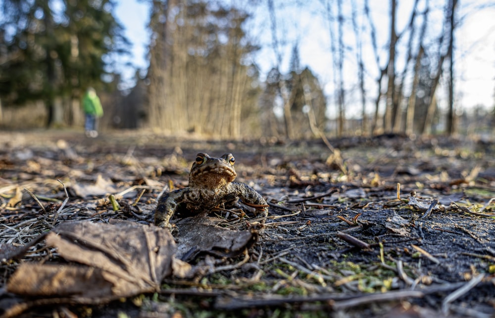 a frog sitting on top of a leaf covered ground