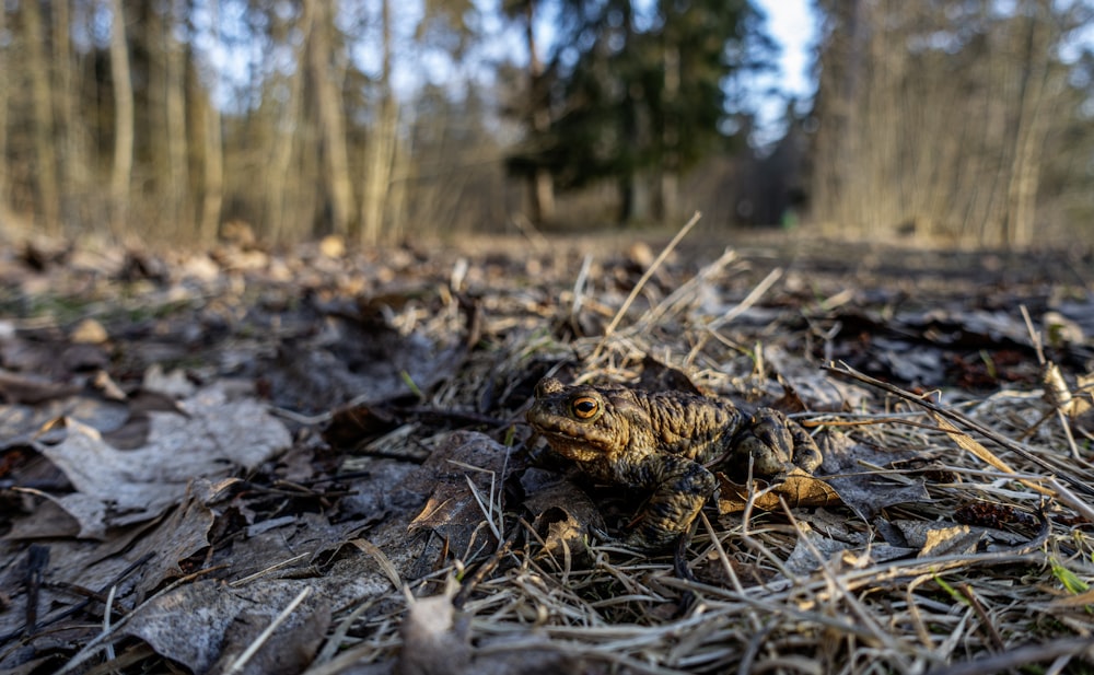 a frog sitting on the ground in the woods