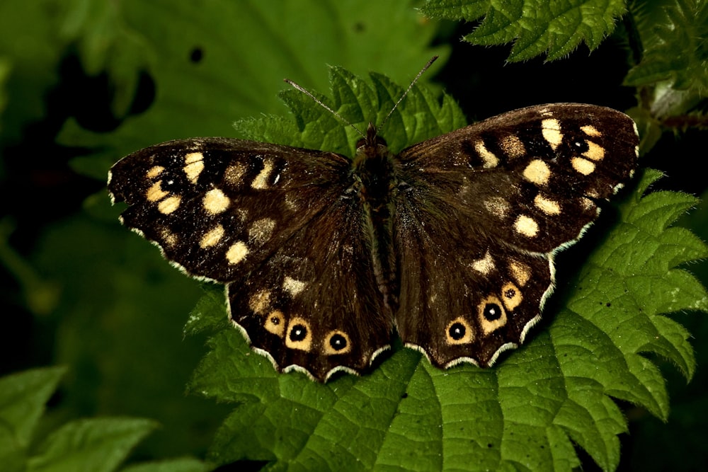 a brown and white butterfly sitting on top of a green leaf