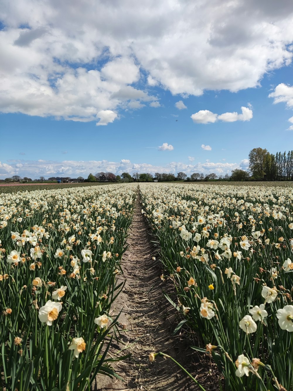 a field full of white flowers under a cloudy blue sky