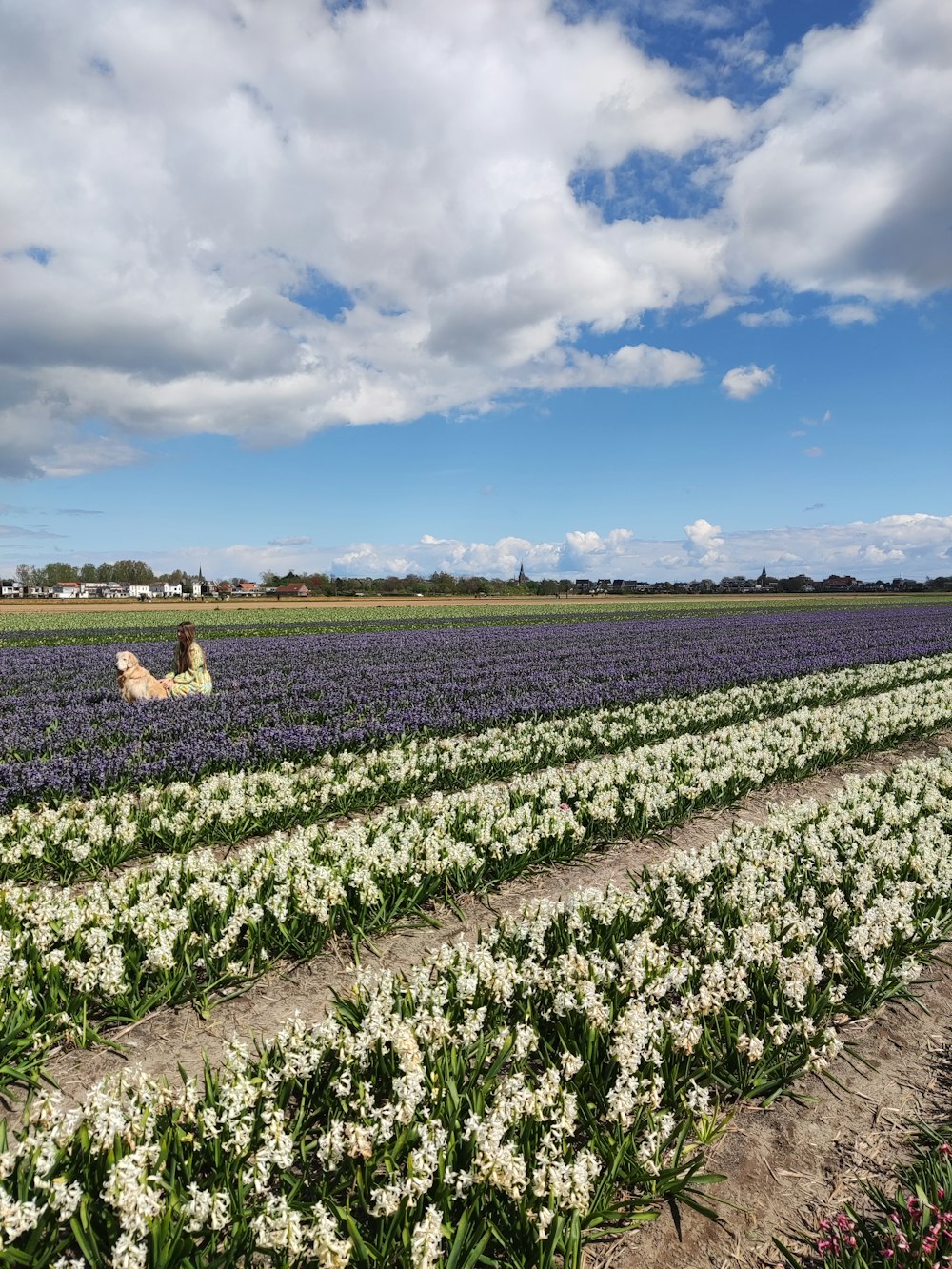 a field of flowers with a bird flying over it