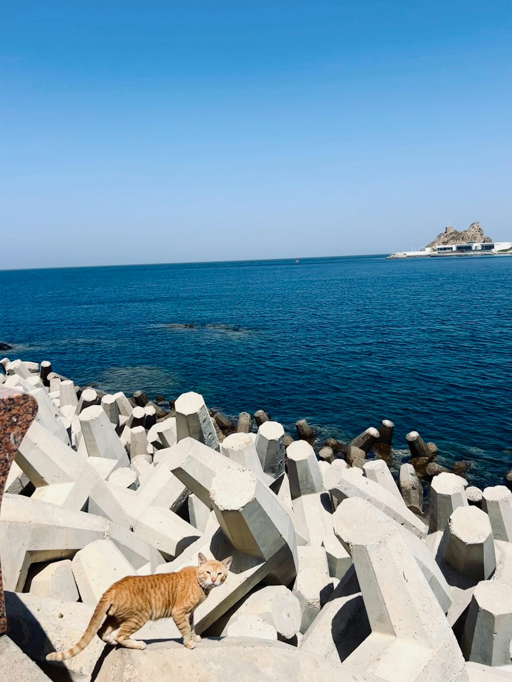 a cat walking along a rocky beach next to the ocean