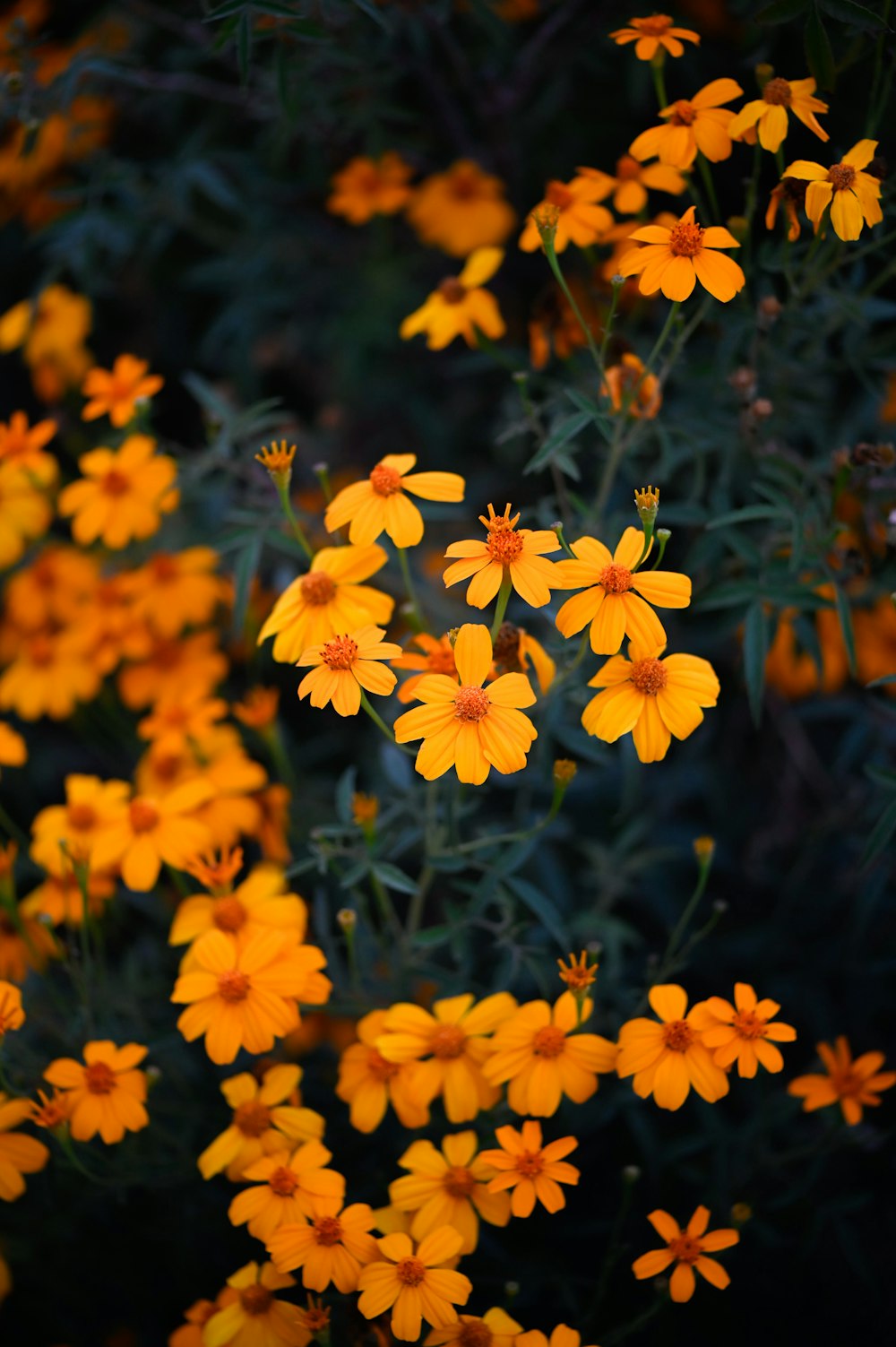 a bunch of yellow flowers that are in the grass