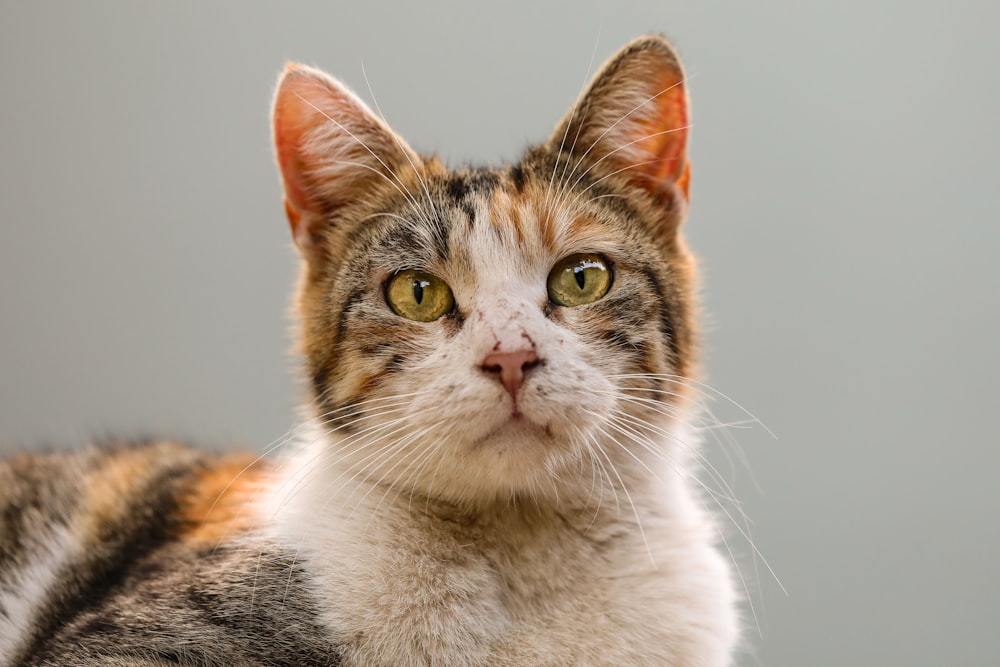 a close up of a cat looking at the camera