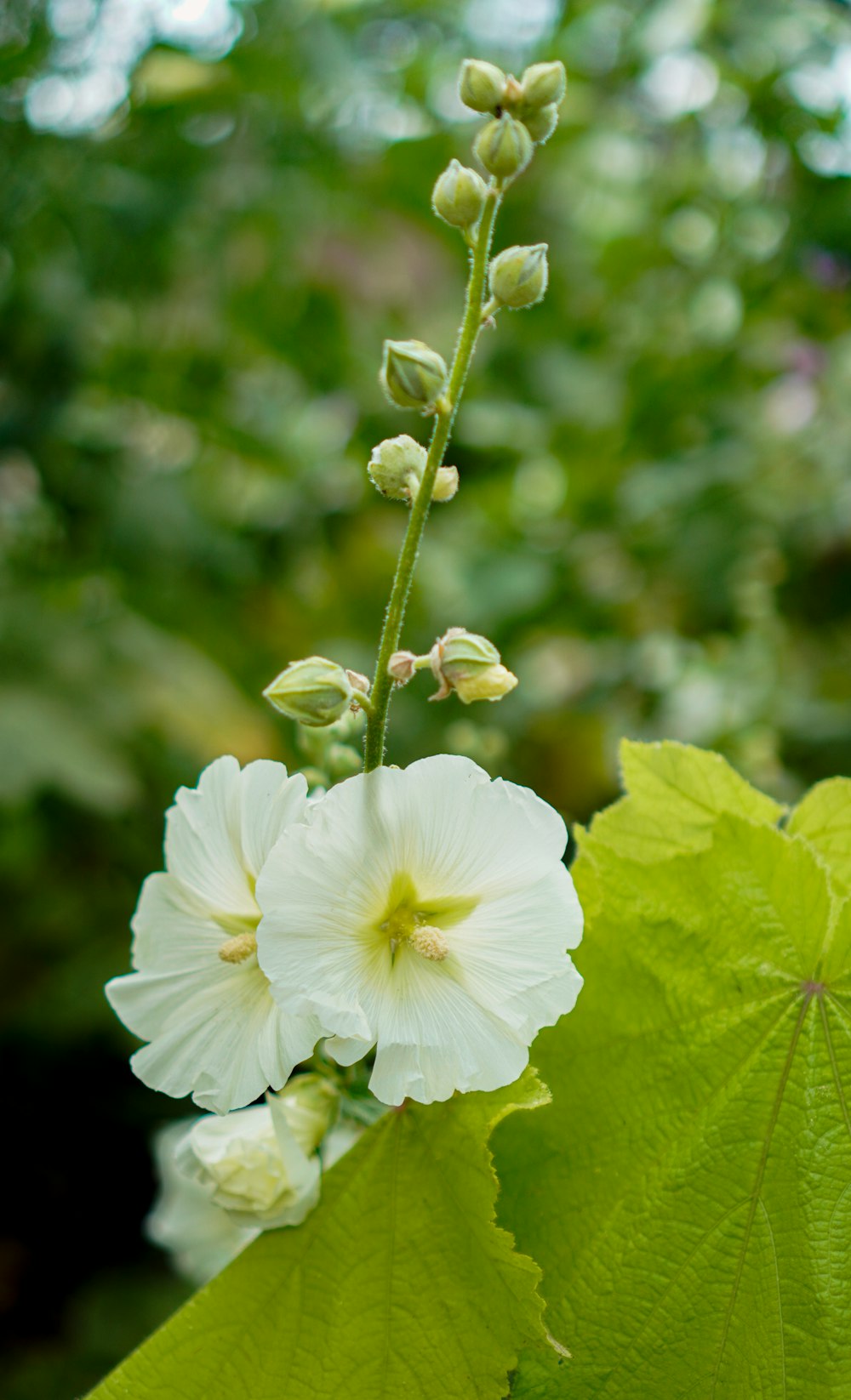 a close up of a flower on a plant