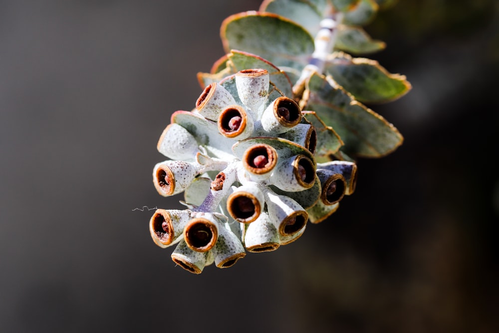 a close up of a pine cone on a tree