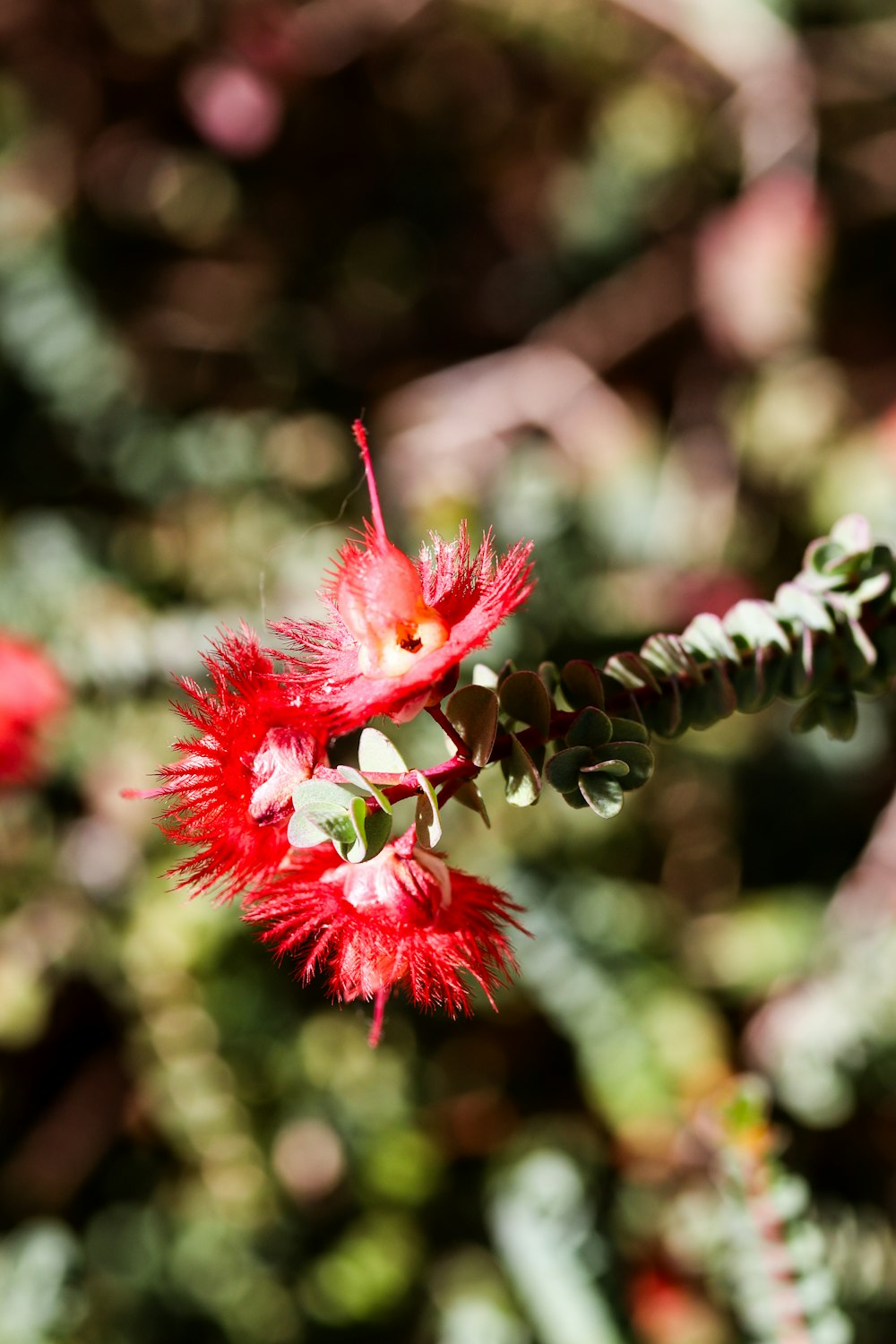 a close up of a red flower on a tree branch